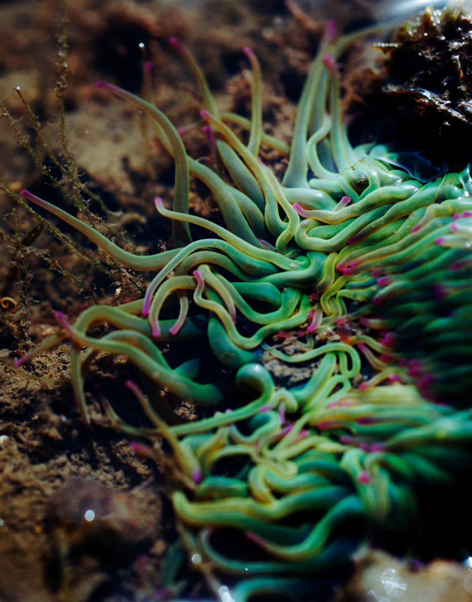 Gildon &emdash; Nature