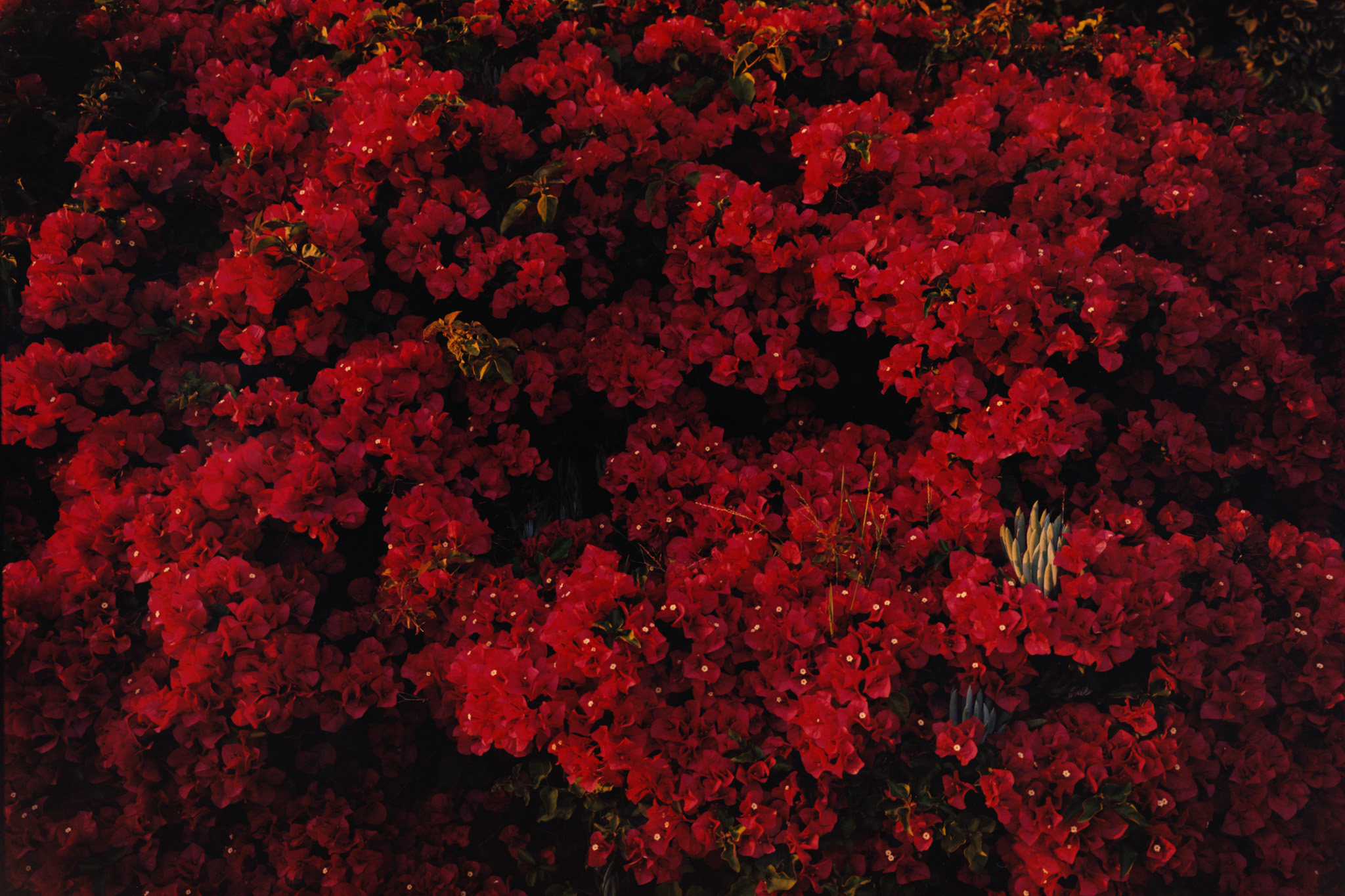 Gildon &emdash; Beauty Papers