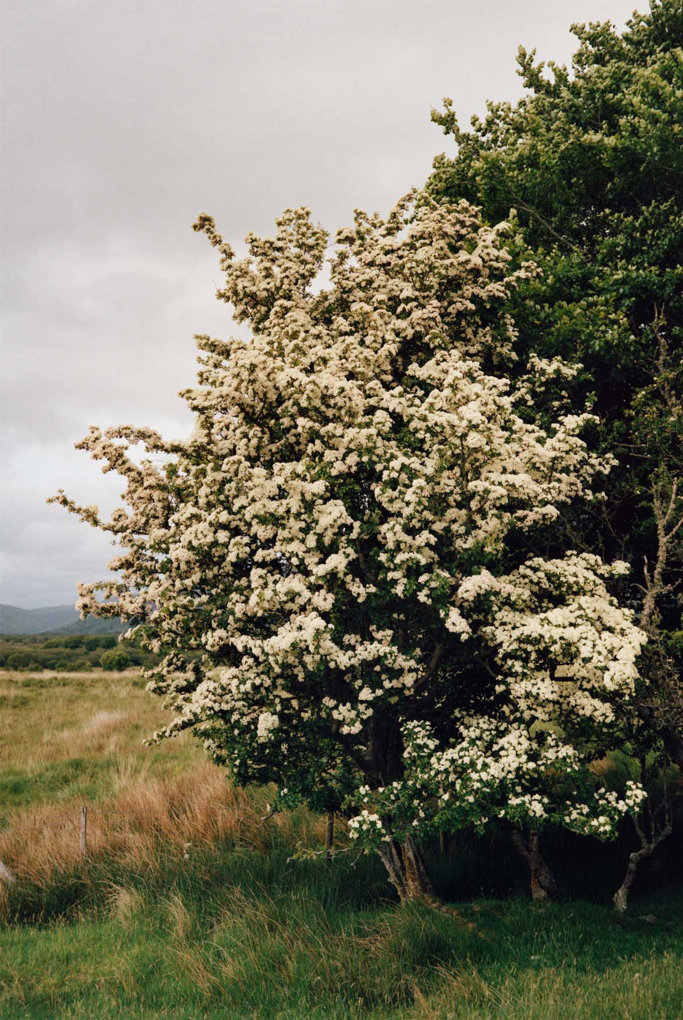 Gildon &emdash; Nature