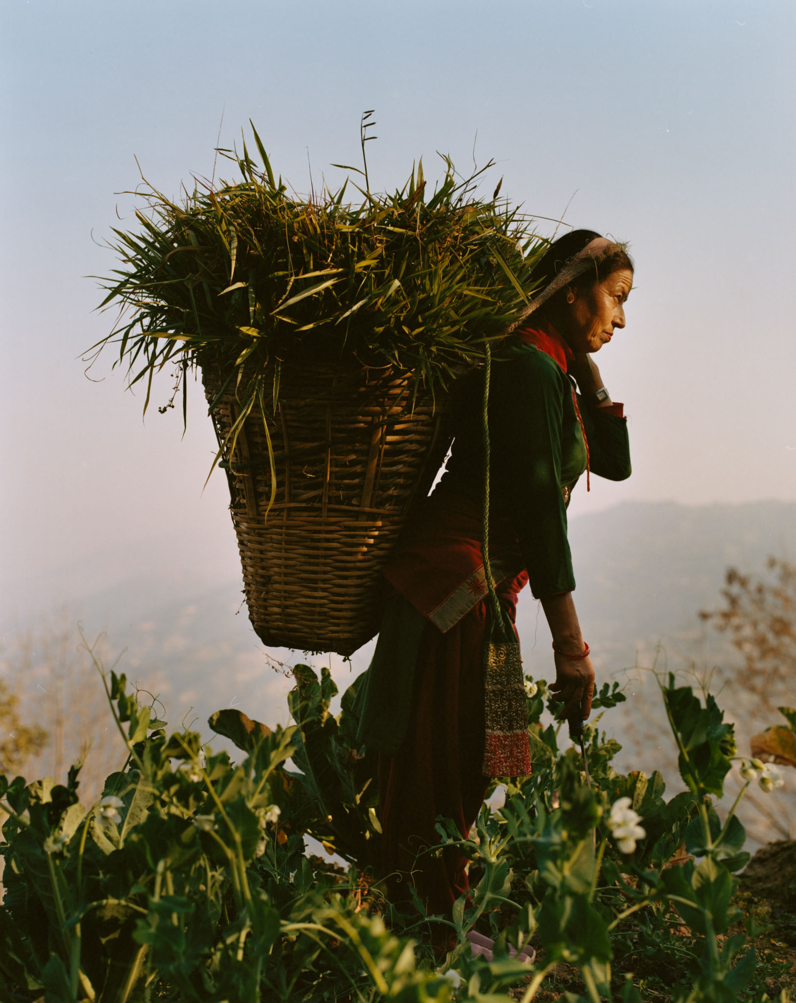 Gildon &emdash; Regenerative Farming for Beyond Noise